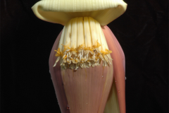 Banana-Flower-6