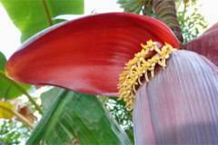 Banana-Flower-7