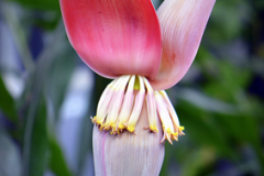 Banana-Flower-8