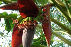 Banana-Flower