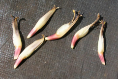 Individual-banana-flower