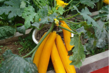 Banana-Melon-Plant