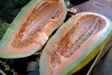 Banana-Melon-Seeds
