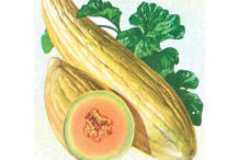 Sketch-of-Banana-Melon
