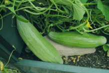 Unripe--Banana_Melons