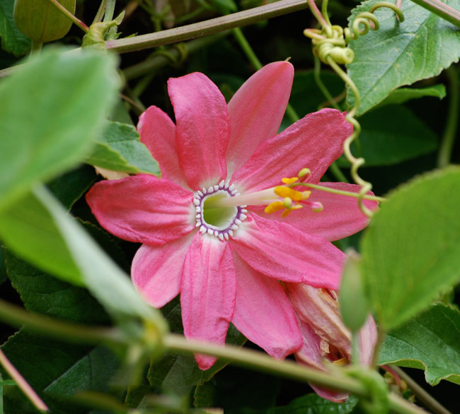 Closer-view-of-flower-of-Banana-Passionfruit
