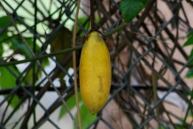 Ripe-fruit-of-Banana-Passionfruit