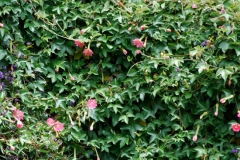 Banana-Passionfruit-Plant