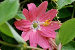 Closer-view-of-flower-of-Banana-Passionfruit
