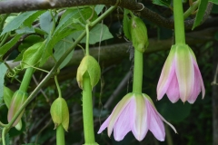 Flowering-Buds-of-Banana-Passionfruit