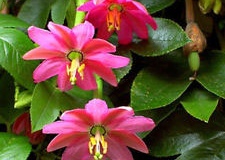 Flowers-of-Banana-Passionfruit