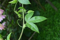 Leaf-of-Banana-Passionfruit