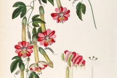 Plant-Illustration-of-Banana-Passionfruit