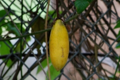 Ripe-fruit-of-Banana-Passionfruit