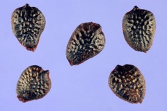 Seeds-of-Banana-Passionfruit