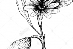 Sketch-of-Banana-Passionfruit