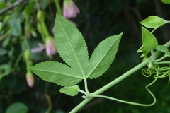 Ventral-view-of-Leaf-and-tendrils-of-Banana-Passionfruit