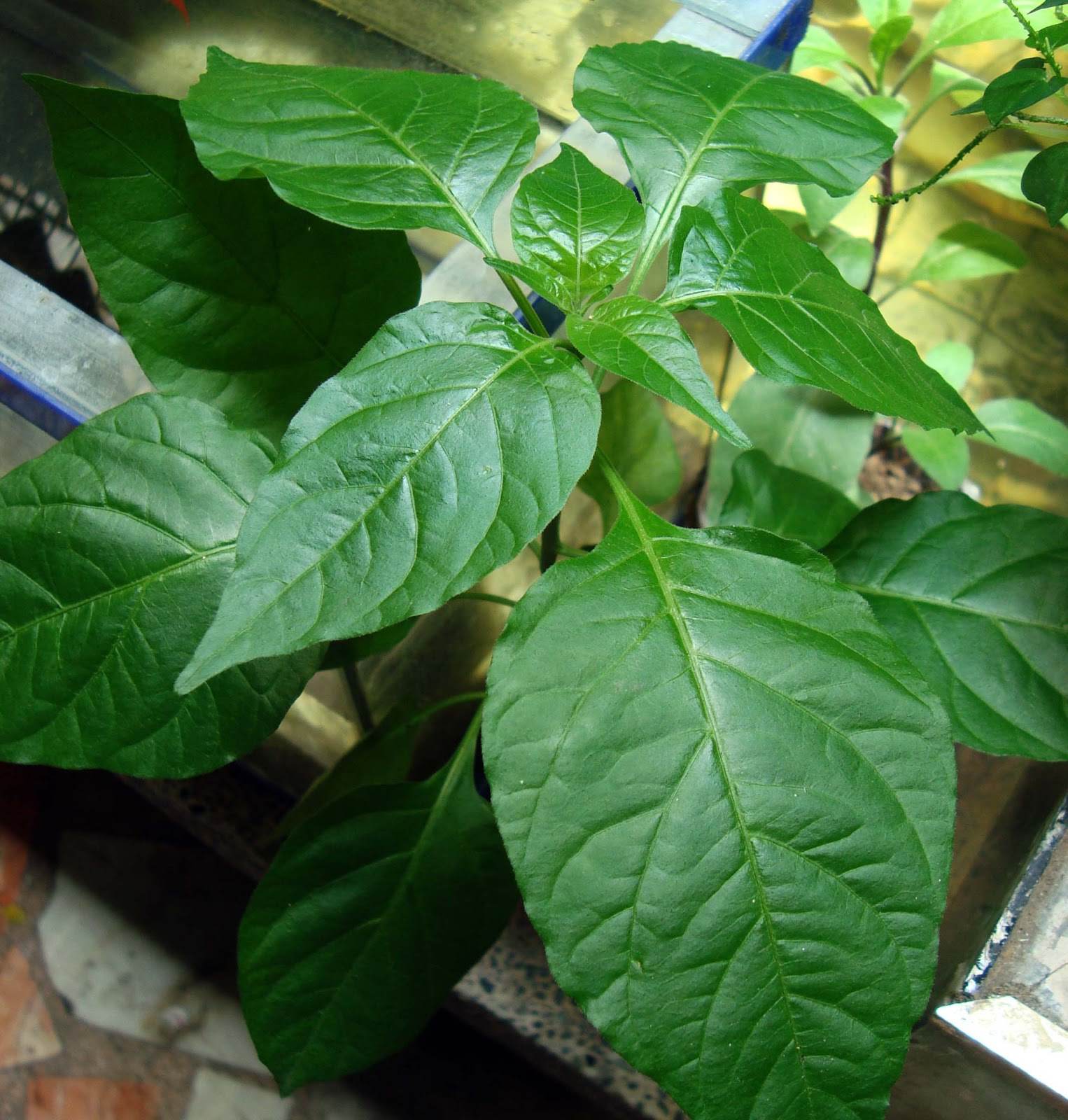Leaves-of-Banana-pepper