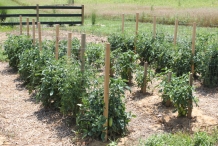 Banana-pepper-farm
