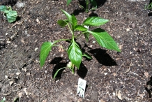 Banana-pepper-plant