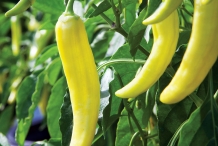 Banana-peppers
