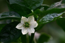 Close-up-flower-of-Banana-pepper