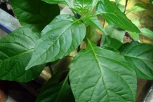 Leaves-of-Banana-pepper