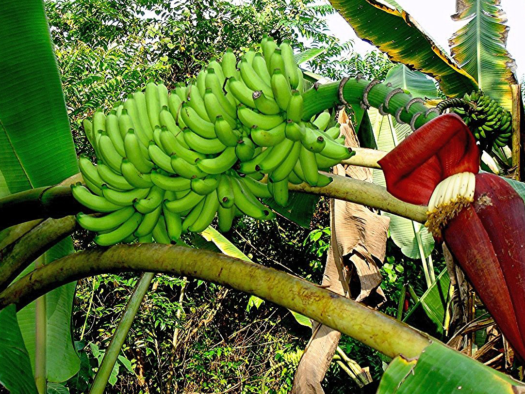 Unripe-banana