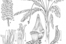 Banana-drawing