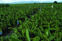Banana-farm