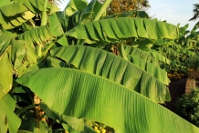 Banana-leaves