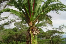 Banana-tree