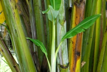 Banana-trunk