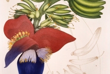 Illustration-of-Banana