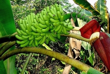 Unripe-banana