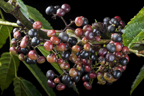 Mature-fruits of Bandicoot Berry
