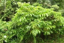 Bandicoot-Berry-plant-growing-wild