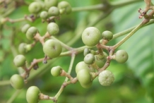 Immature-fruits-of-Bandicoot-berry