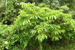 Bandicoot-Berry-plant-growing-wild