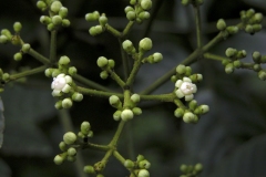 Flowering-buds of  Bandicoot Berry