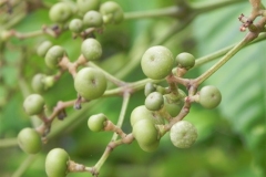 Immature-fruits-of-Bandicoot-berry