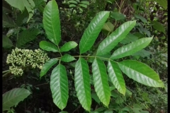 Leaves of Bandicoot Berry