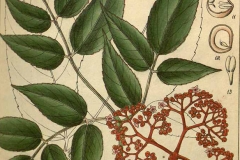 Plant-Illustration-of-Bandicoot-Berry