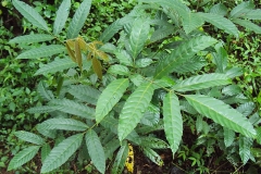 Bandicoot Berry plants