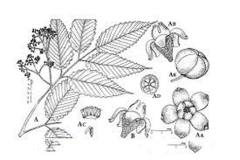 Sketch-of-Bandicoot-Berry