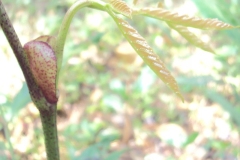 Young-leaves of Bandicoot Berry