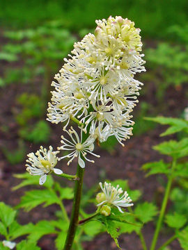 Flower-of-Baneberry-plant