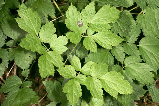 Leaves-of-Baneberry-plant