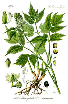Plant-Illustrations-of-Baneberry-plant