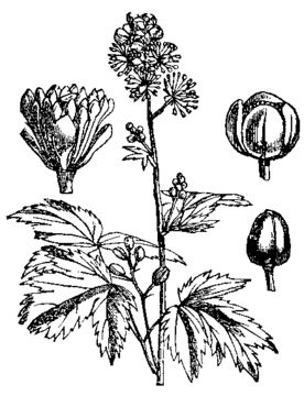 Sketch-of-Baneberry-plant
